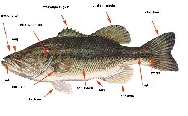 anatomie en fysiologie